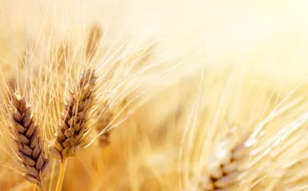 Центр здоровых семян создадут для защиты урожая и повышения продуктивности в Казахстане