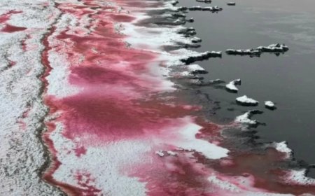 Каспий теңізі қызыл қанға боялды