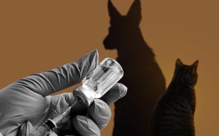 Депутат предложил проверить финансирование зоозащитных организаций и вернуть эвтаназию бездомных собак