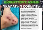 «Электрошокер, дедовщина»: Журналист Ораз Әлімбек Смановтар медресесіне қатысты тағы бір сұмдық жайттың бетін ашты