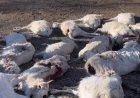 В Улытауской области погибло свыше 3 тысяч сайгаков