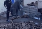 Астаналық кәсіпкер заңсыз цех ашып, тартылған етке тұяқ қосқан