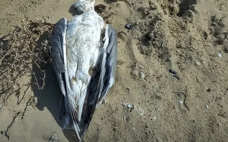 Маңғыстауда теңіз жағалауынан табылған құстардың неден қырылғаны белгілі болды