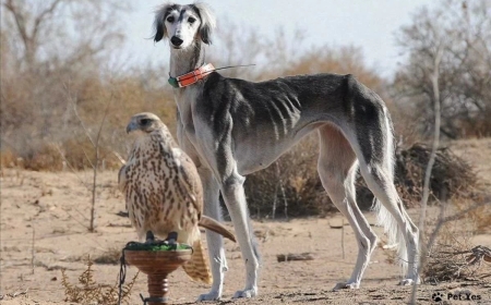 ️Тазыға берілген патент жарамсыз болып қалды