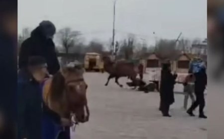 Балқаштағы мерекелік алаңда түйе адамды таптап өлтіре жаздады (ВИДЕО)