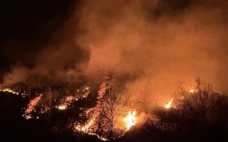 Лесные пожары в Южной Корее: погибли четыре человека, эвакуированы 1,5 тысячи жителей