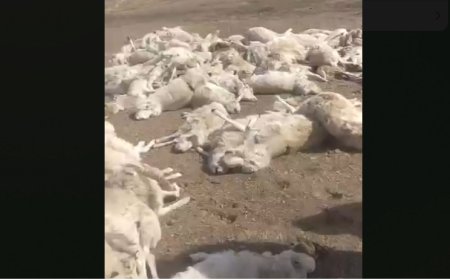 Ұлытауда киік қырылып жатыр