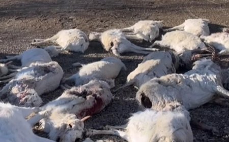 В Улытауской области погибло свыше 3 тысяч сайгаков
