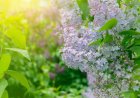 27 градус ыстық: Алдағы күндері ауа райы қандай болады