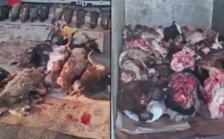 Полиция кең ауқымды операция өткізіп, ұрланған мал соятын цехтарды анықталды