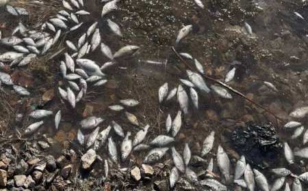 Массовая гибель рыбы в Ботаническом саду Астаны: власти объяснили причины