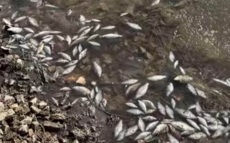 Астанадағы ботаникалық бақта балықтар қырылып қалған