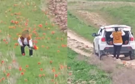 «Адам құны қызғалдатқан төмен»: журналист қызғалдақ жұлғандарға салынатын айыппұлды сынады