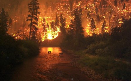 Табиғи және техногендік апаттар: Күтілетін зардаптар мен шаралар