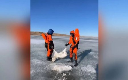 Еліміздің жеті облысында 21 мың киік қырылған