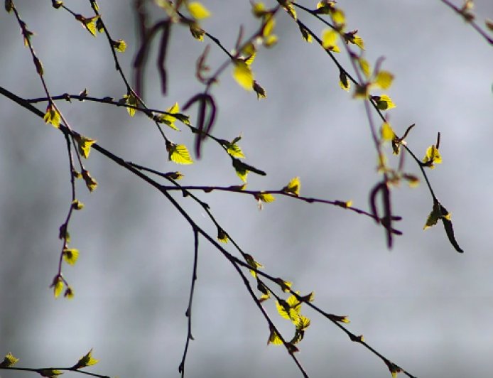 Какая погода ждет казахстанцев в апреле