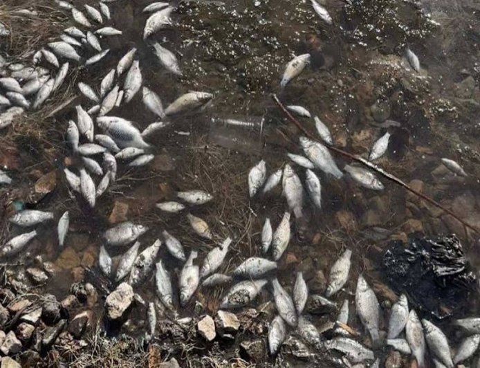 Массовая гибель рыбы в Ботаническом саду Астаны: власти объяснили причины