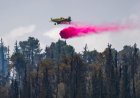 В Израиле задержаны 18 подозреваемых в поджогах лесов