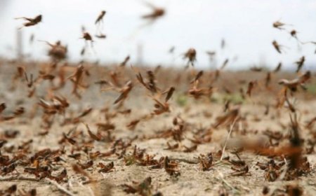 Власти усиливают меры по борьбе с саранчой: Бектенов дал поручения регионам
