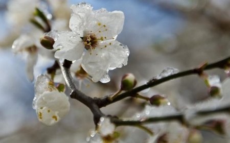На севере Казахстана вновь ударят заморозки: в ряде областей до -3 градусов