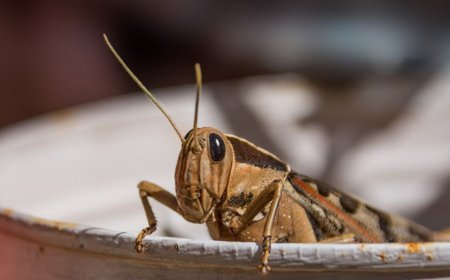 Саранча атакует: в Казахстане прогнозируют до 2,1 млн гектаров заражённых земель — Минсельхоз