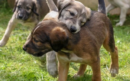 Қазақтың тазысын патенттеп алған: сот қандай шешім шығарды