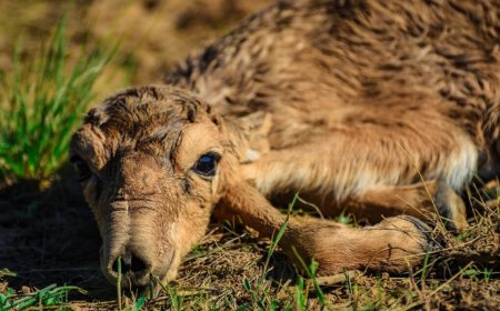 Тоқаев Қытайға 1,5 мың киікті сыйға тарту туралы шешім қабылдады