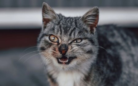 Қостанайда мысық тістеп алған келіншек көз жұмды