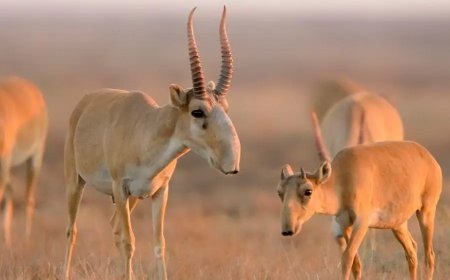 Үкімет 800 мың киік ату туралы шешім қабылдайтын болды