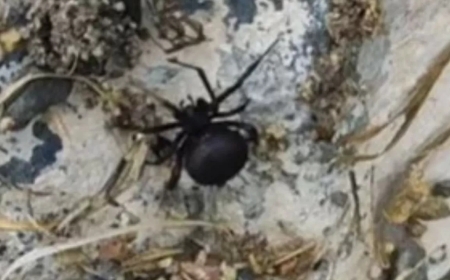 Баянауыл ұлттық паркінде қарақұрттар тағы қаптады