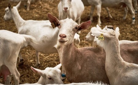 Қазақстан Моңғолиядан 500 мың ешкі сатып алмақ