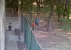 Үш ит талаған бала оқиғасы: Бақылау камерасынан видео жарияланды