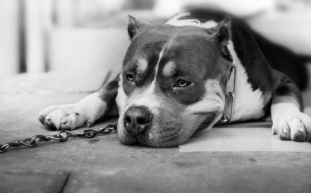 Алматы облысында қабаған ит баланың құлағын жұлып алған (ФОТО)