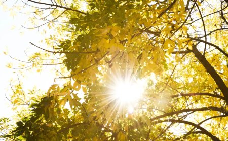 Алдағы күндері аптап ыстық болады