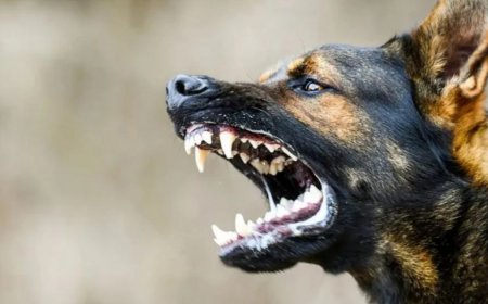 Баланы қабаған иттерден құтқарған зейнеткер жауапқа тартыла ма?