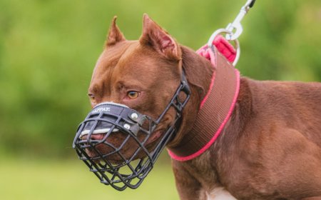 «Бала иттерді өзі ызаландырды»: Алматы облысында балаға шабуыл жасаған иттердің иесі өз нұсқасын айтты 
