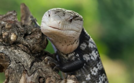 8 метрлік питон фермерді тірідей жұтып қойды