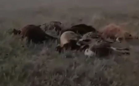 Қарағандыда ондаған қой жаппай қырылып қалған