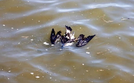 Атыраудағы табиғи қорықта құстар қырылып жатыр