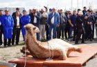 Абайдың 180 жылдығына орай құрбандыққа түйе шалған әкімдік сынға қалды