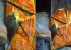 Алматыда самсаның арасынан тірі тышқан шықты