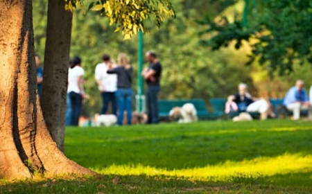 Алматыда кофе алуға шыққан бойжеткеннің үстіне ағаш құлап, көз жұмды