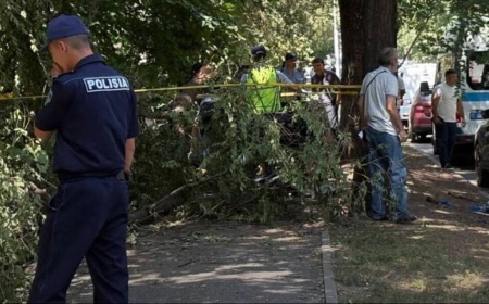Алматыда бойжеткеннің өлімінен кейін ағаштардың бұтақтары кесіліп жатыр