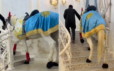 «Шымкенттің аттары да жұмыс істеп жүр»: жылқыны тойхананың 2-ші қабатына шығарған жігіт сынға қалды (ВИДЕО)