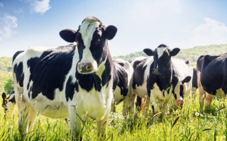 Шығыс Қазақстанда мал қырылып жатыр