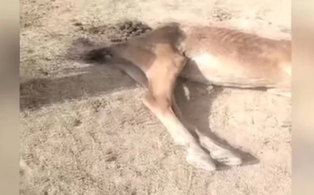 «35 жылдан бері болмаған құрғақшылық»: Түркістан облысында мал қырылып жатыр