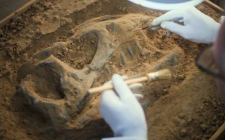 Қызылордада мезозой дәуірінің динозаврының қалдықтары табылды