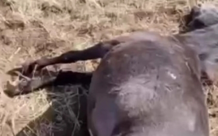 «Жылқыларды әкем атқан жоқ»: атышулы іс бойынша фермердің қызы мәлімдеме жасады