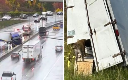 АҚШ-та жүк көлігі аударылып, қауіпті вирус жұқтырған маймылдар қашып кетті