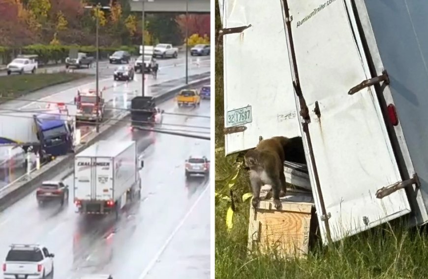 АҚШ-та жүк көлігі аударылып, қауіпті вирус жұқтырған маймылдар қашып кетті